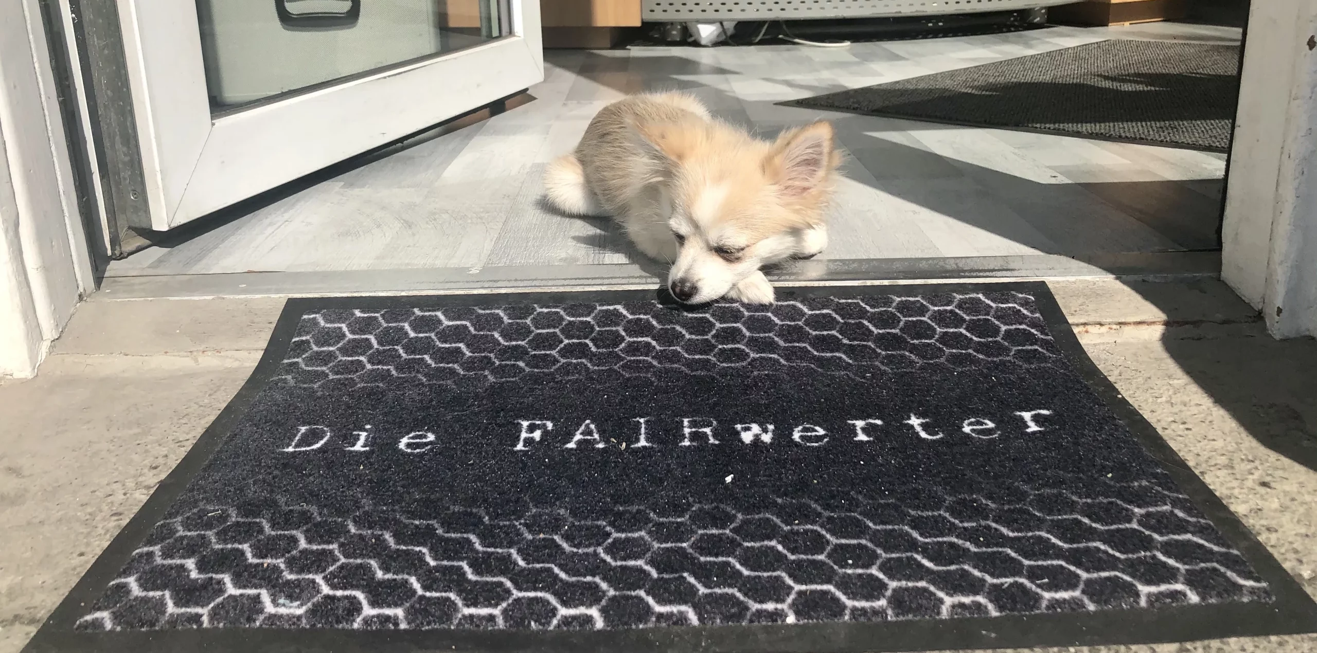 Kontakt, hier Bürohund Coco liegend am Büroeingang