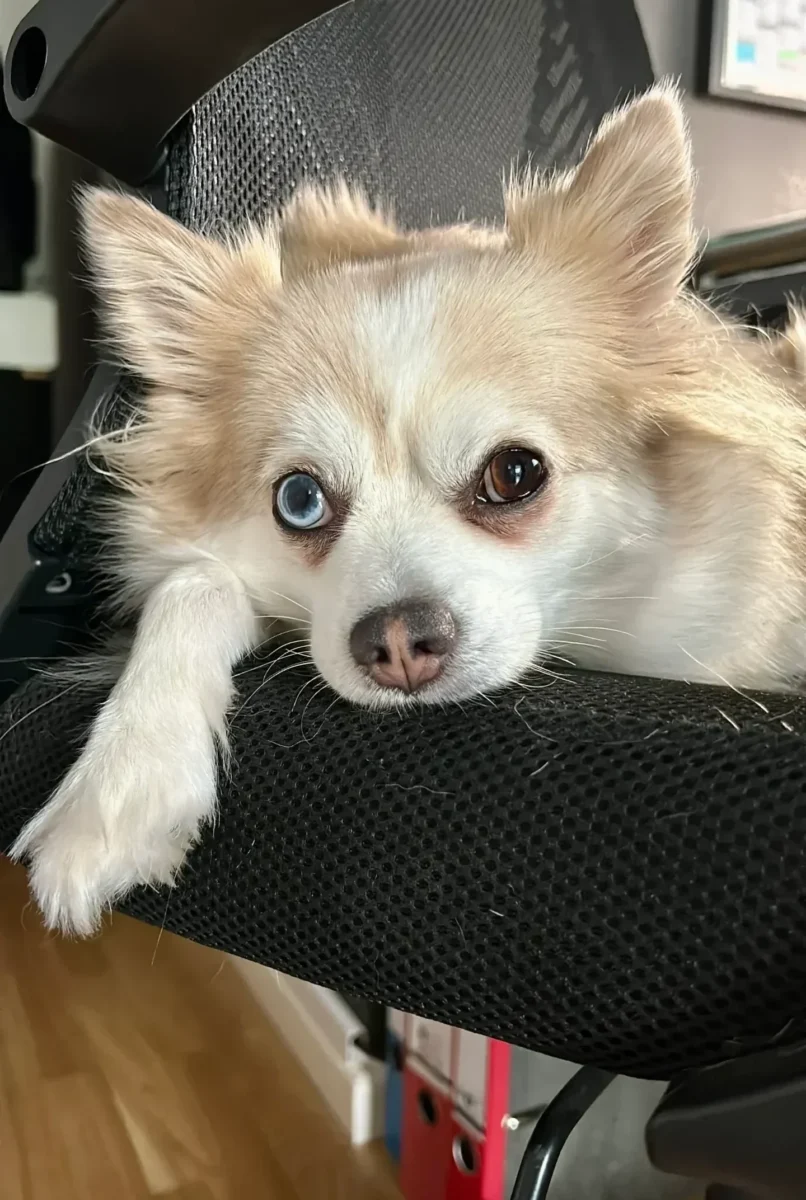FAIRwerter_Coco Coco, Bürohund der FAIRwerter